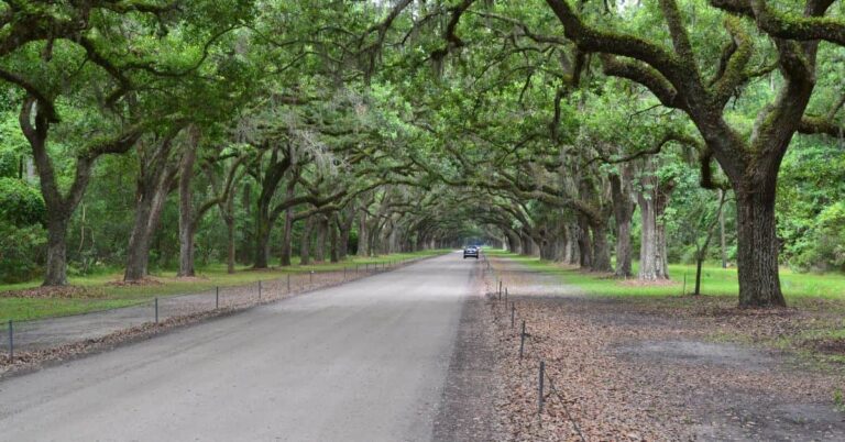 Wormsloe Plantation