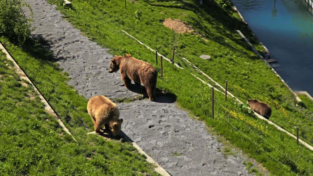 Bern Bear Pit